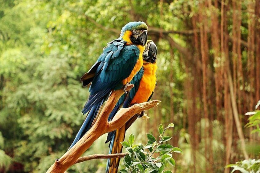 Guangzhou Chimelong Safari Park Private Guided Tour