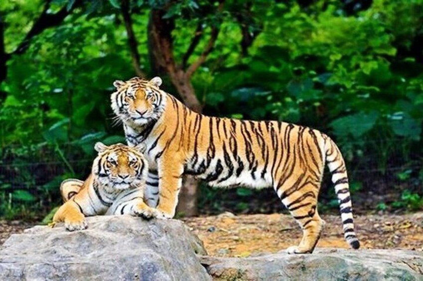 Guangzhou Chimelong Safari Park Private Guided Tour