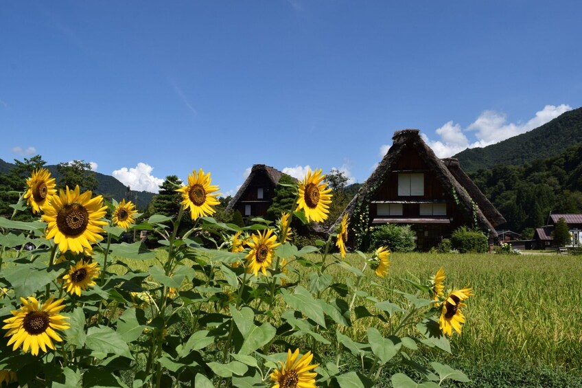 From Nagoya: Hida Takayama & World Heritage Shirakawa-go Day Tour