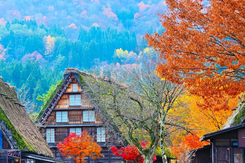 From Nagoya: Takayama & Shirakawago Bus Tour 