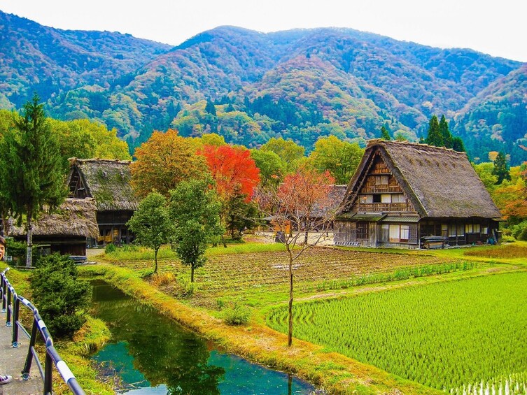 From Nagoya: Gujo Hachiman & Shirakawago Bus Tour with Lunch