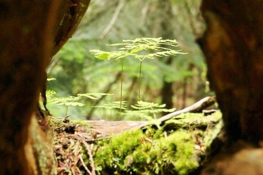 Capture some stunning photos of the areas natural environment!