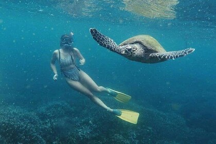 Snorkeling with Turtles in Mirissa