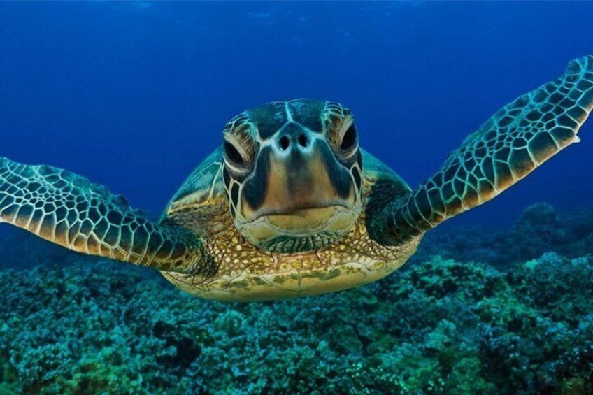 Snorkeling with Turtles in Mirissa