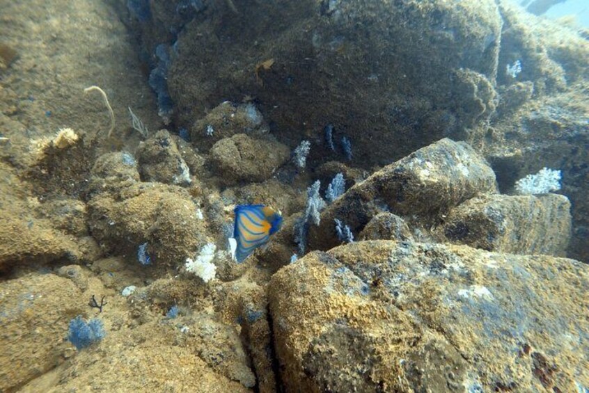 Scuba Diving in Mirissa