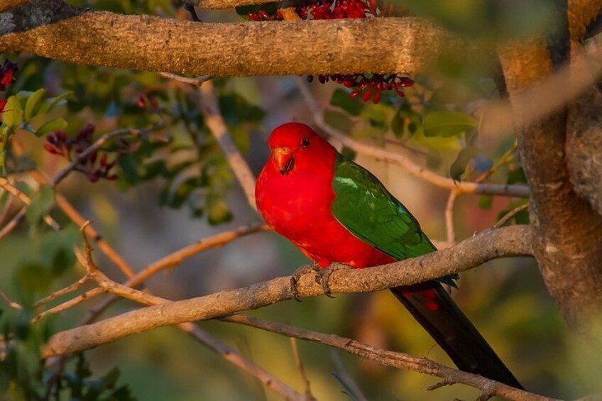 Bird lovers will be in dreamland