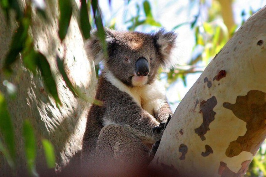 During the tour, we search for koala's in the wild