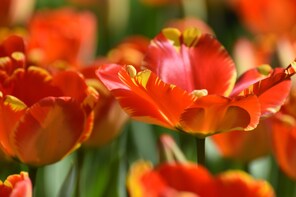 Tour to Keukenhof & Flower fields from the Hague
