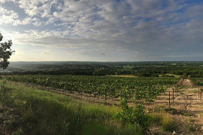 Half-Day Guided Tour of North Texas Wineries and Vineyards with Wine Tastings