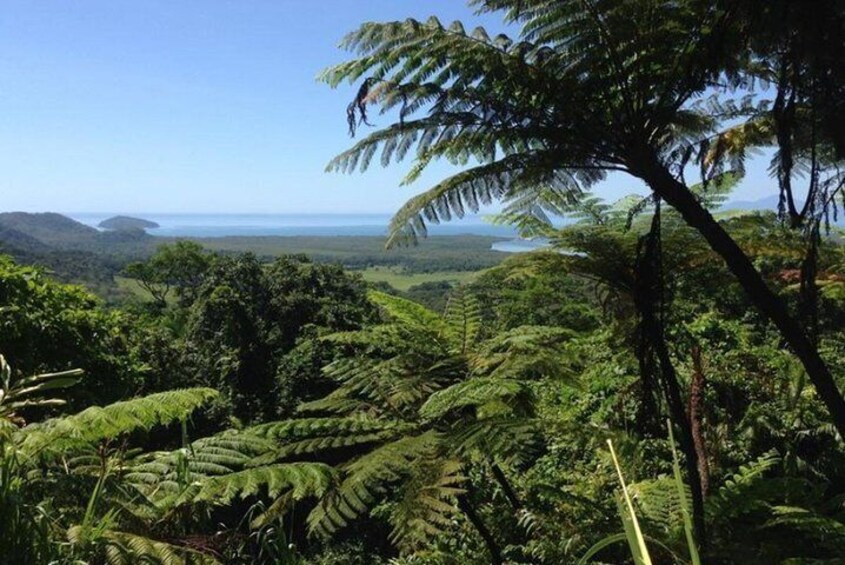 Port Douglas Daintree National Park Boutique Full-Day Tour