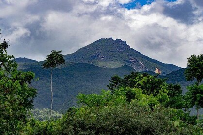 Port Douglas Daintree National Park Boutique Full-Day Tour