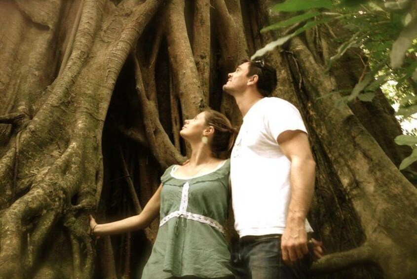Port Douglas Daintree National Park Boutique Full-Day Tour