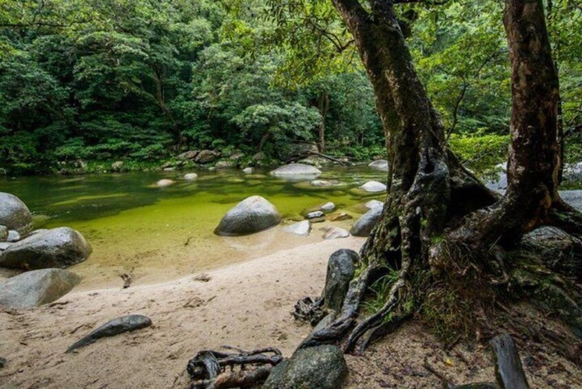 Port Douglas Daintree National Park Boutique Full-Day Tour