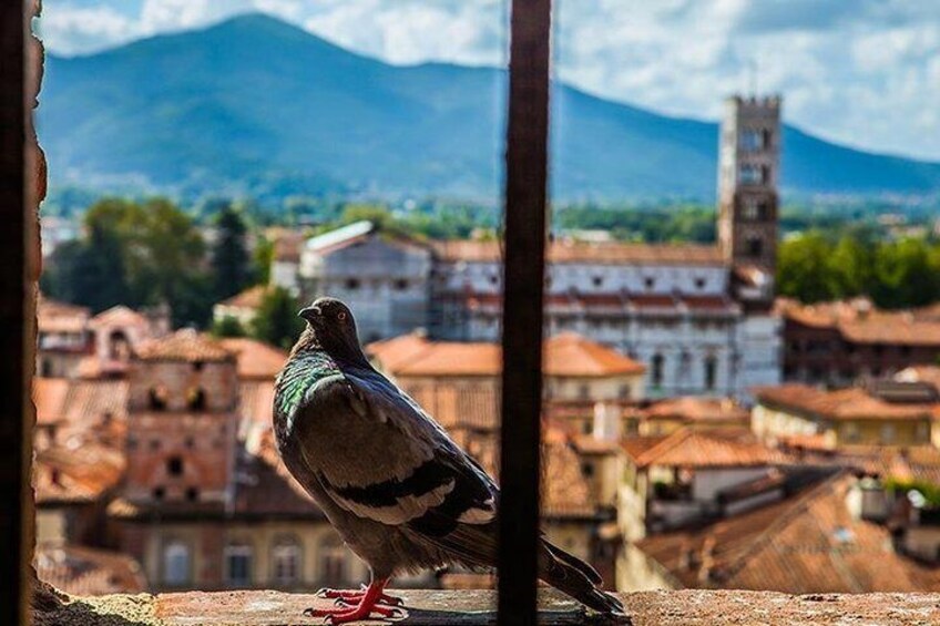 Lucca