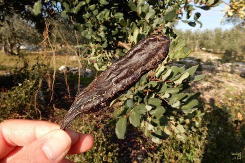 Carob.