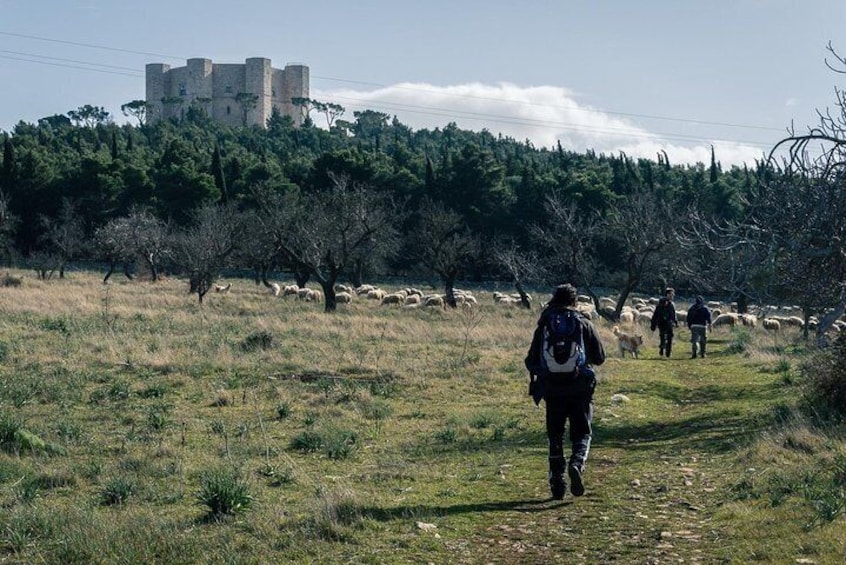 In the shadow of Castel del Monte