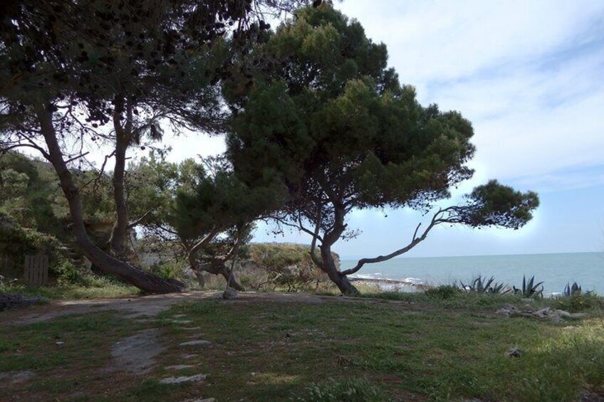 The pine forest "Le Conche"