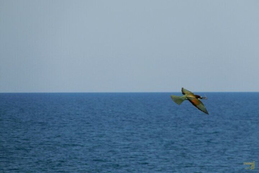 Bee-eater with prey.