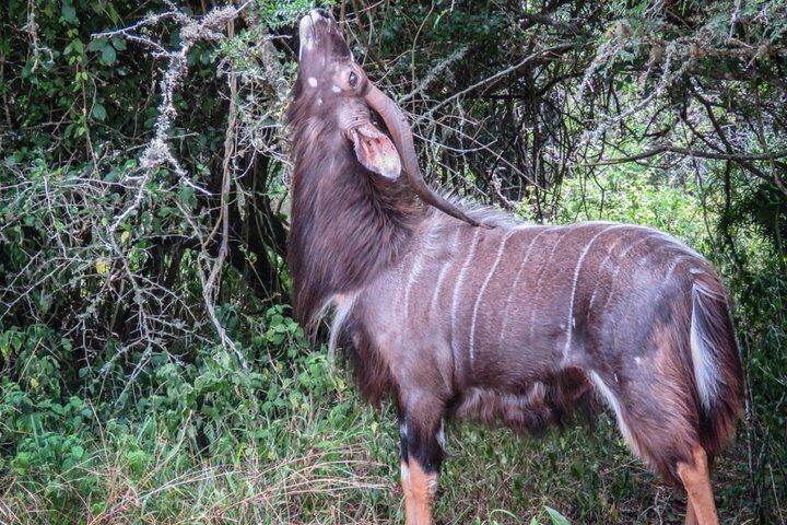 Ultimate Kragga Kamma Game Park Half-day Tour