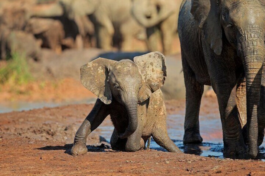 Elephant Safari Adventure: Addo National Park Excursion