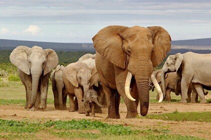 Elephant Safari Adventure: Addo National Park Excursion