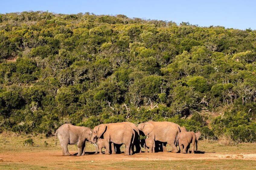 Elephant Safari Adventure: Addo National Park Excursion