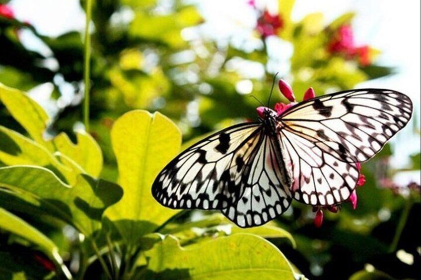 Butterfly Conservatory of Goa Private Full Day Tour