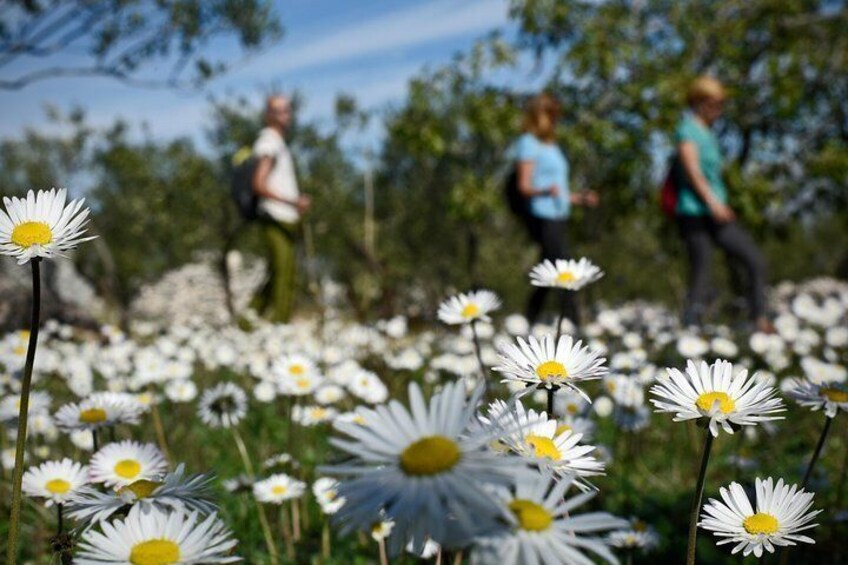 Hiking Dol - Vidova Gora