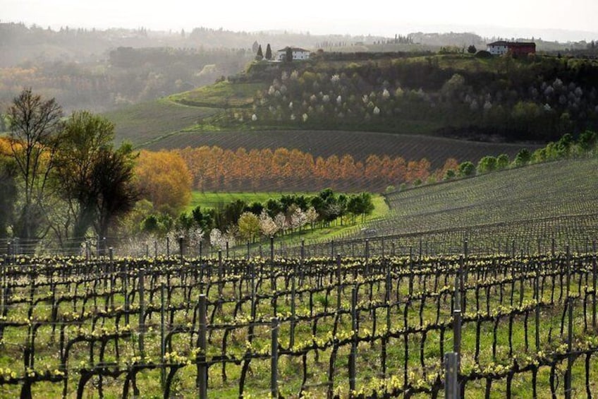 Spring landscape podere Fuscelli