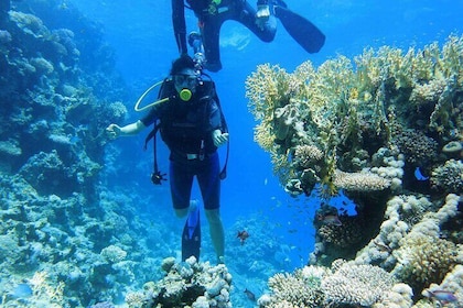 Ras Mohamed and White Island Snorkeling Trip and One Stop Diving-Sharm El S...