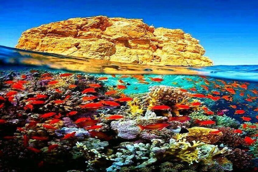 Ras Mohamed and White Island Snorkeling Trip and One Stop Diving-Sharm El Shiekh