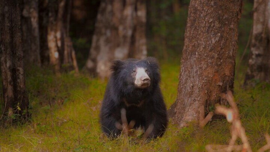 Ella to Yala National Park Safari Tour with Galle , Mirissa Drop