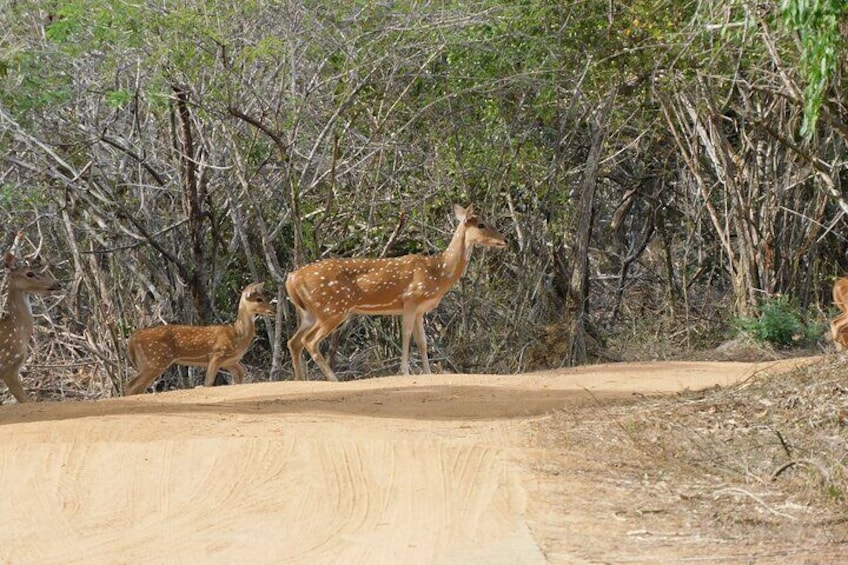 Weheragala (Yala Block 5) 7 hours safari