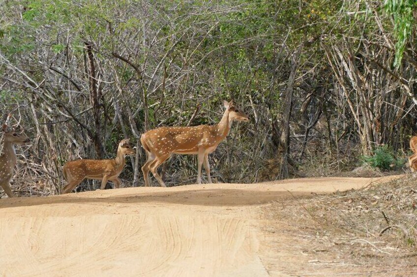 Weheragala (Yala Block 5) 7 hours safari