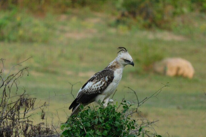 Weheragala (Yala Block 5) 7 hours safari