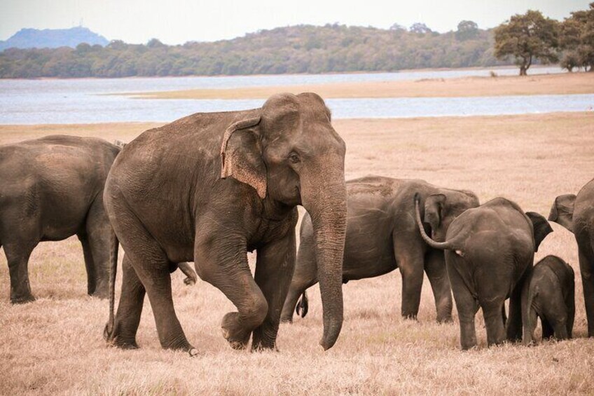 Ella to Yala National Park Safari Tour with Galle , Mirissa Drop