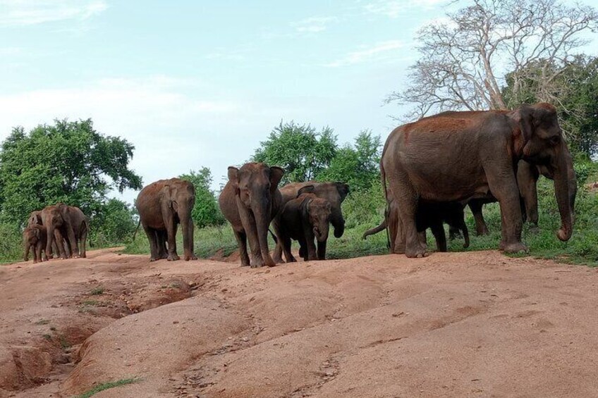 All Inclusive Safari at Udawalawa National Park 