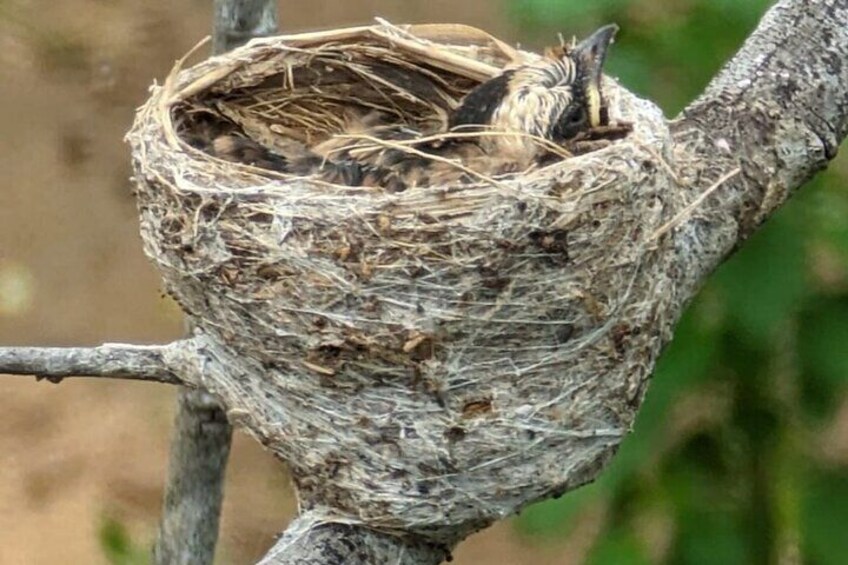 A bird nest with a little one