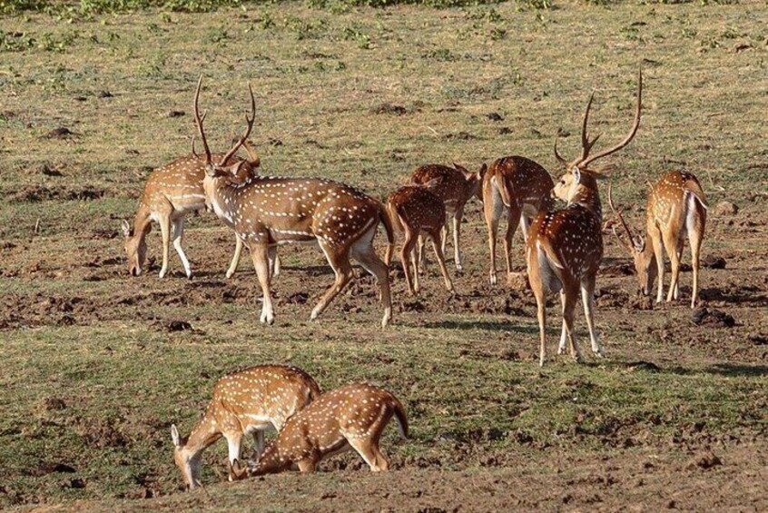 Ceylon spotted deer. You can see them in big numbers.