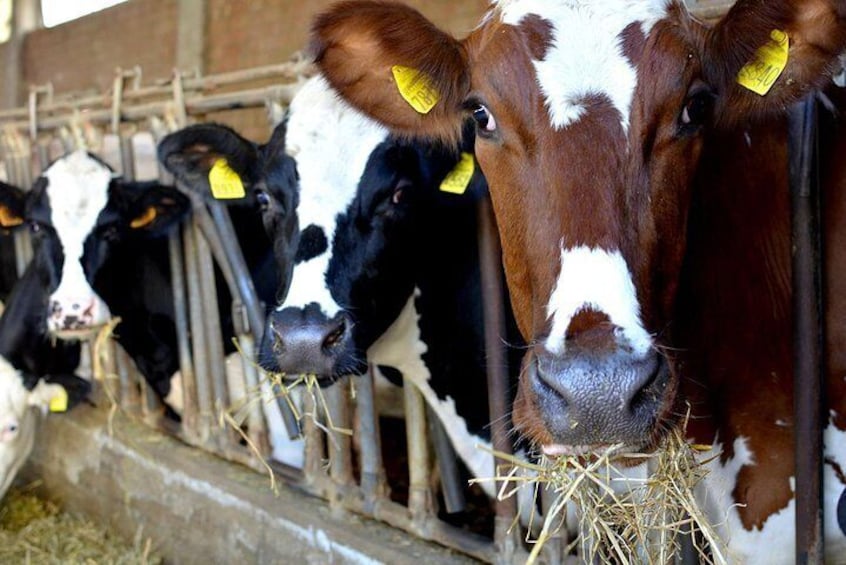 Parmigiano Reggiano Cheese milking cows | Artemilia Guided Tours | Parma Hillside Private Food Tour and Tasting