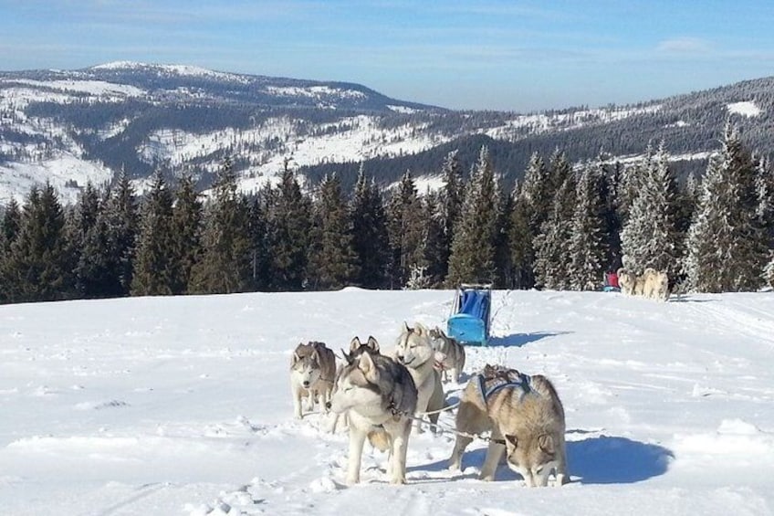 Husky Sleigh Rides experience