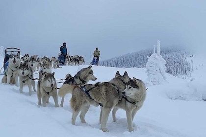 Husky Sleigh Rides experience