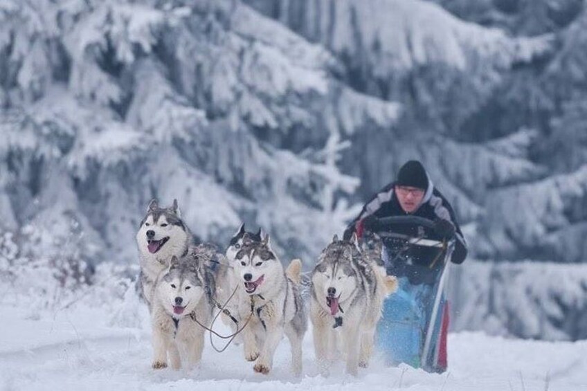 Husky Sleigh Rides experience