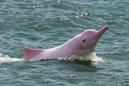 Pink Dolphin and Snorkelling Full Day Experience