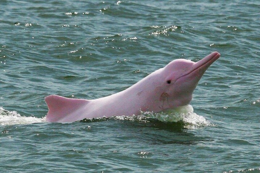 Pink Dolphin and Snorkeling Full Day Experience