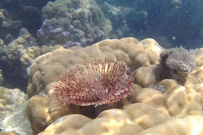 Pink Dolphin and Snorkeling Full Day Experience