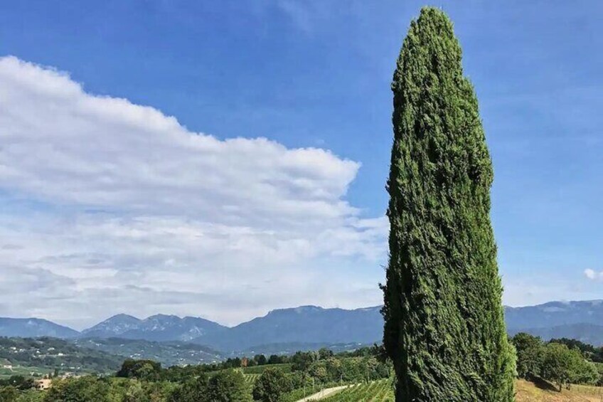 Exclusive Tour of the Vineyards with Visit to the Cellar!