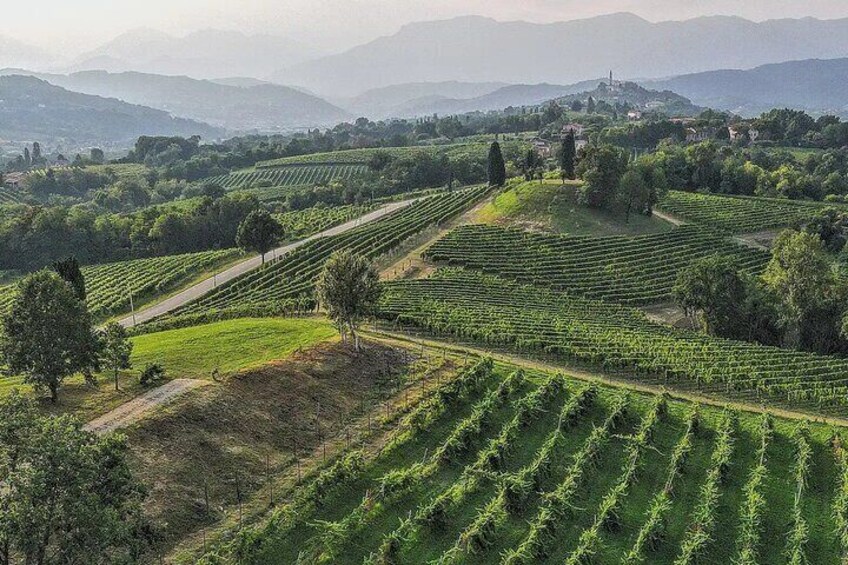 Exclusive Tour of the Vineyards with Visit to the Cellar!