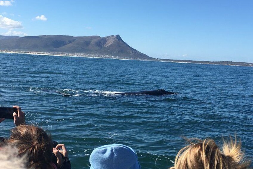 Whale Watching Tour in Hermanus with Hotel Pickup