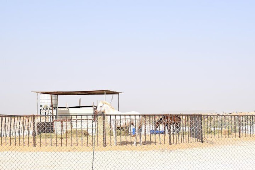 Horse Riding in Khobar